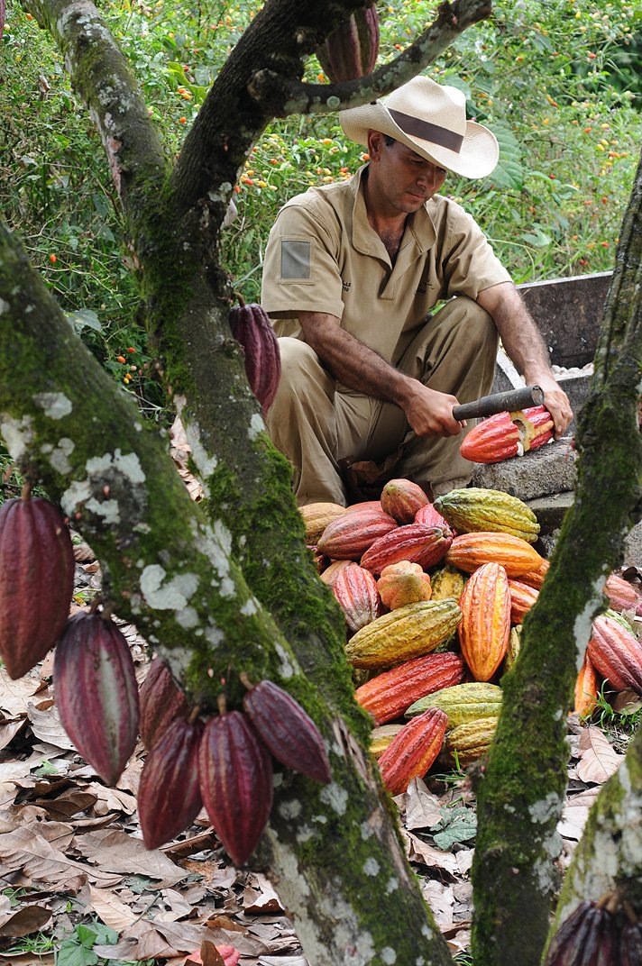 Agricultor de cacao Lök